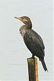 Neotropic Cormorant